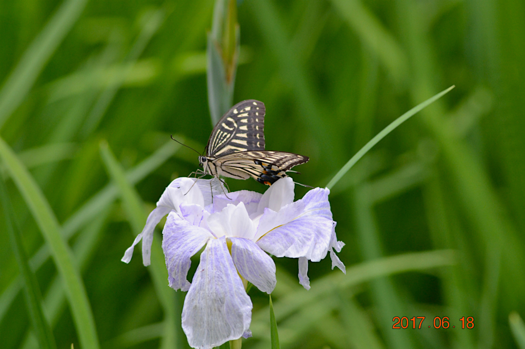 f:id:masatdm1951:20170619205901j:plain