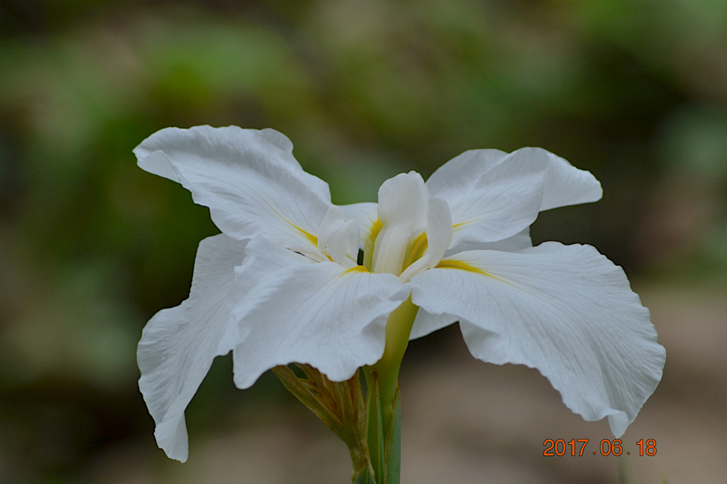 f:id:masatdm1951:20170619205938j:plain