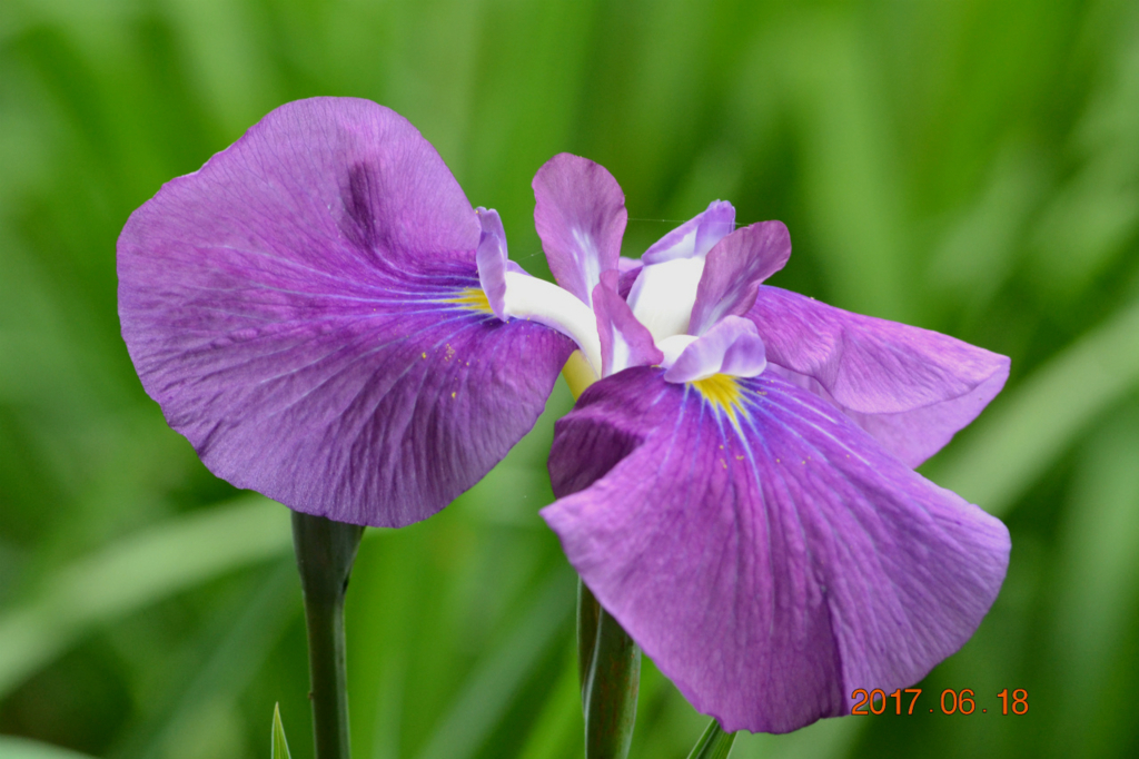 f:id:masatdm1951:20170619205941j:plain