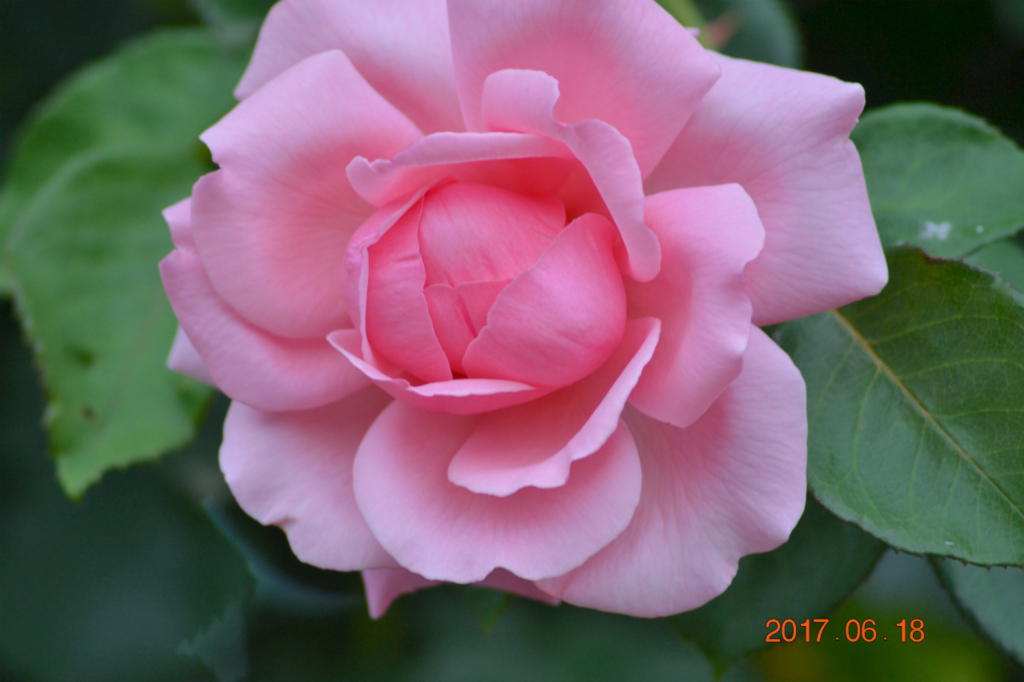 f:id:masatdm1951:20170619205950j:plain