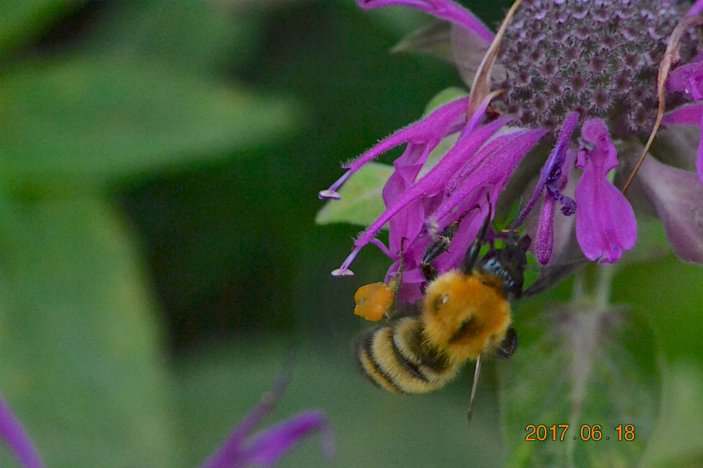 f:id:masatdm1951:20170619210039j:plain