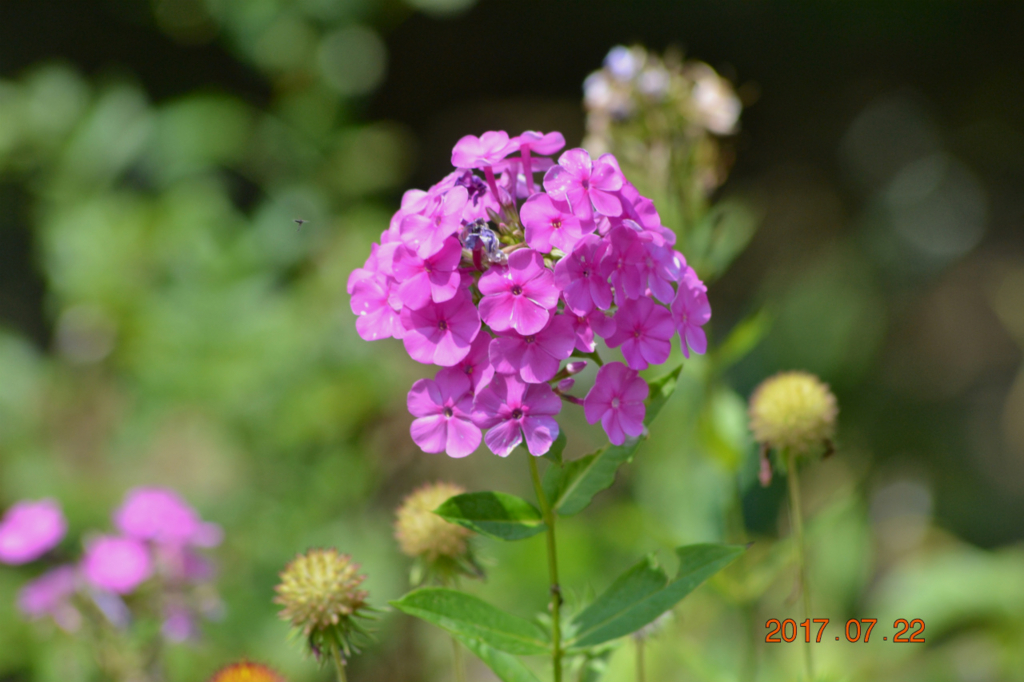 f:id:masatdm1951:20170722175550j:plain f:id:masatdm1951:20170722175550j:plain