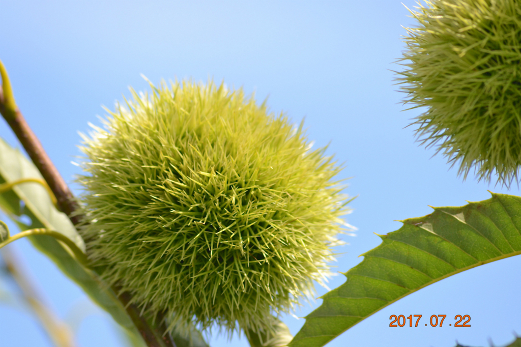 f:id:masatdm1951:20170722175555j:plain f:id:masatdm1951:20170722175555j:plain
