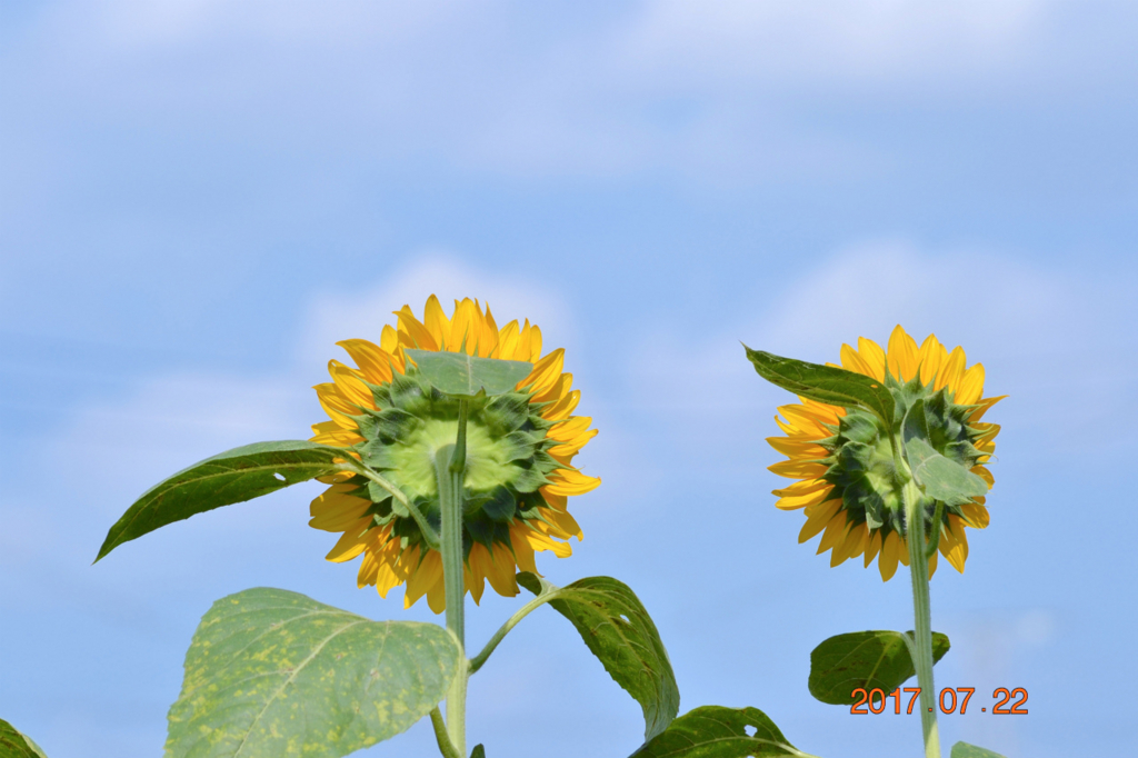 f:id:masatdm1951:20170722175646j:plain f:id:masatdm1951:20170722175646j:plain