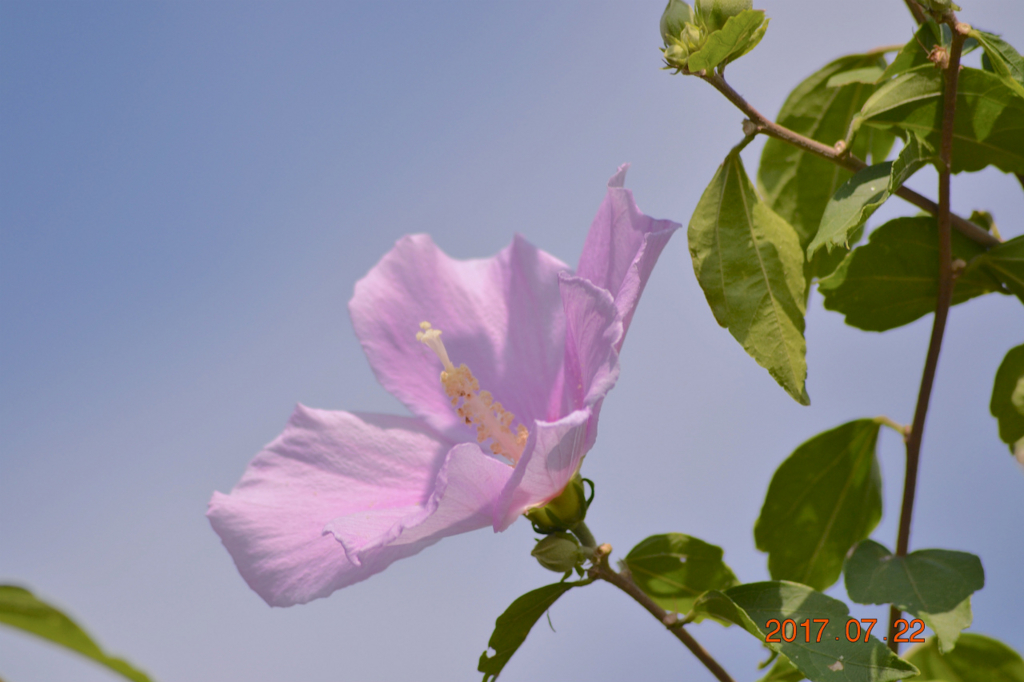 f:id:masatdm1951:20170722175738j:plain f:id:masatdm1951:20170722175738j:plain