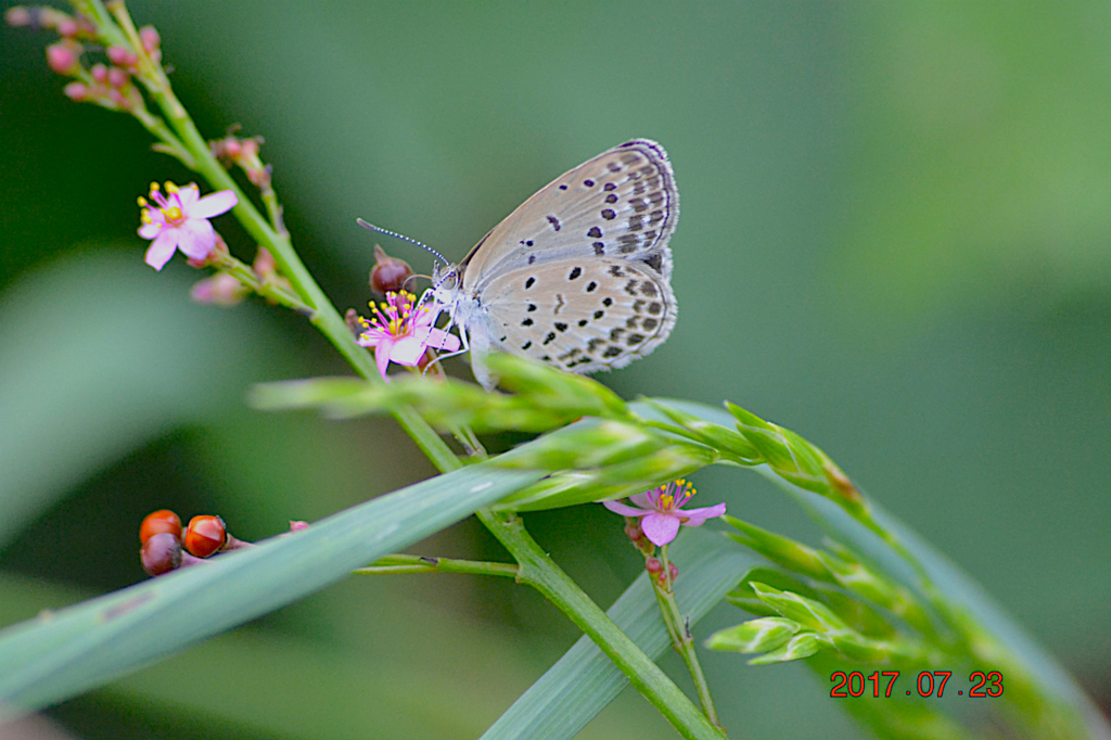 f:id:masatdm1951:20170723200944j:plain