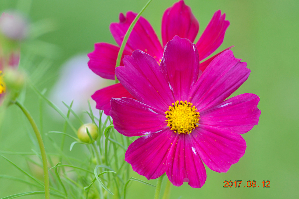 f:id:masatdm1951:20170812193131j:plain f:id:masatdm1951:20170812193131j:plain