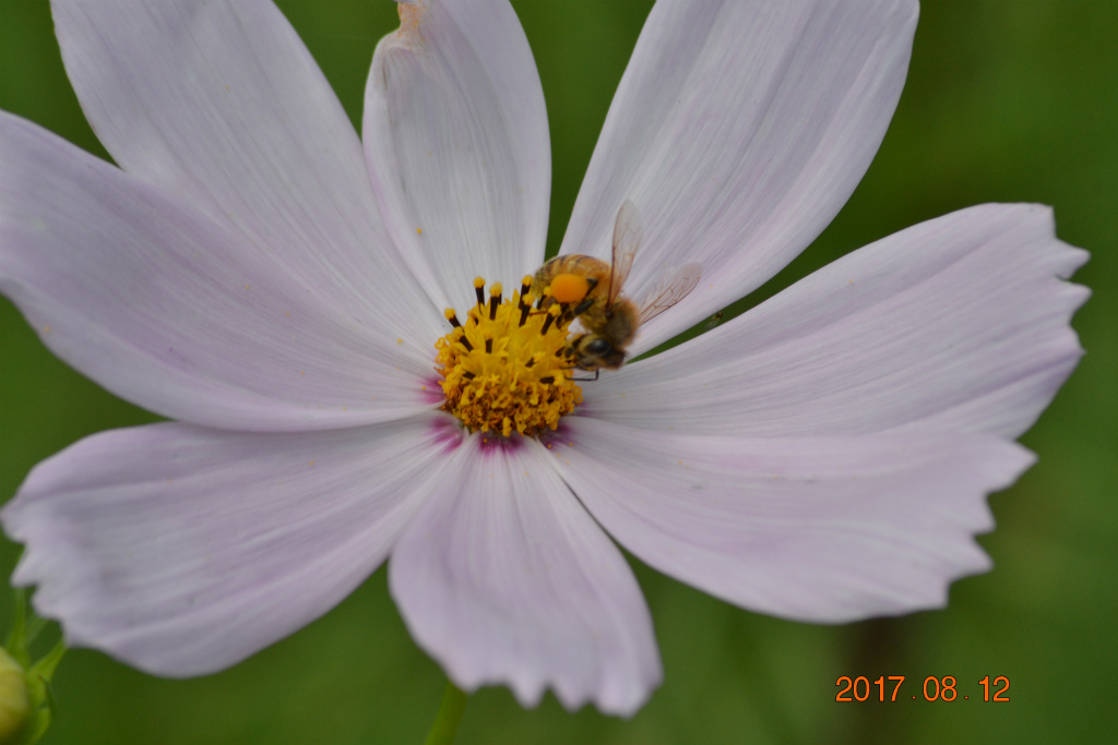 f:id:masatdm1951:20170812193157j:plain f:id:masatdm1951:20170812193157j:plain