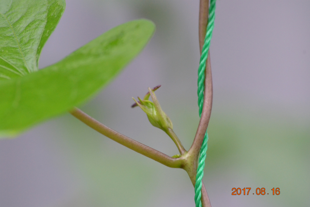 f:id:masatdm1951:20170816153016j:plain