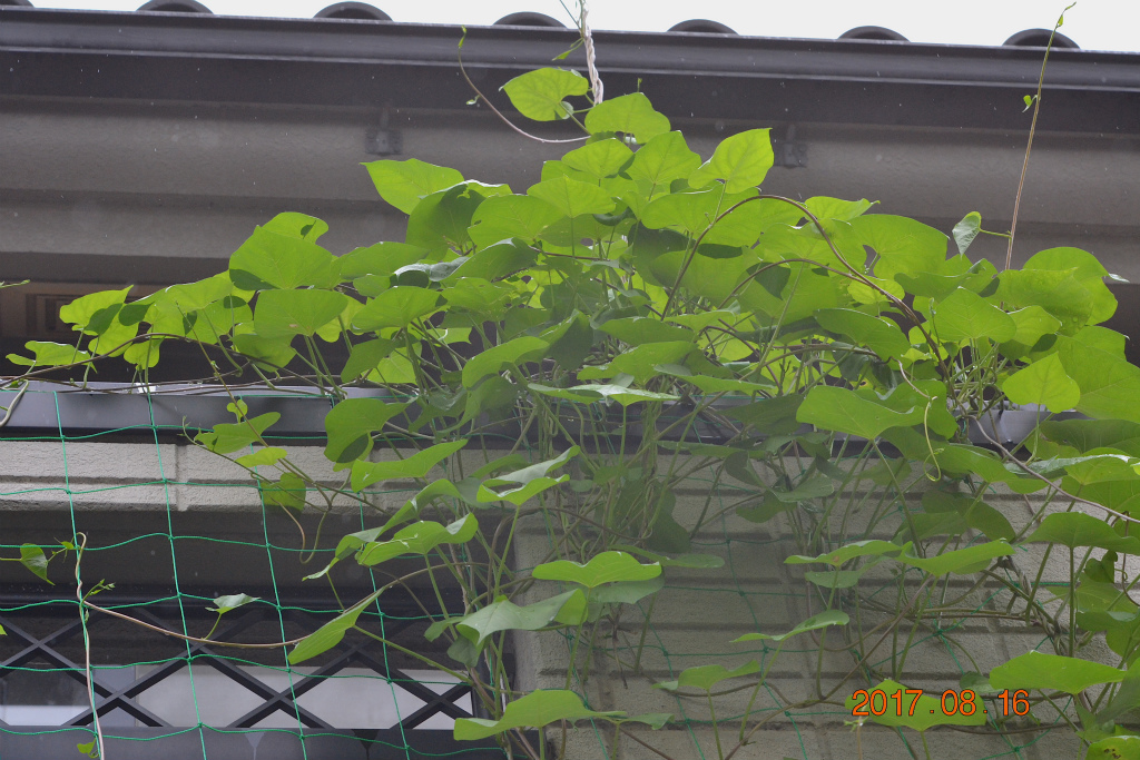 f:id:masatdm1951:20170816153248j:plain