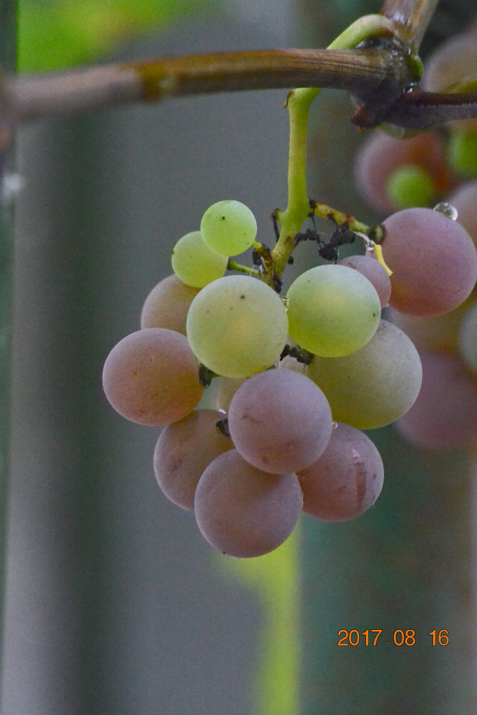 f:id:masatdm1951:20170816153759j:plain