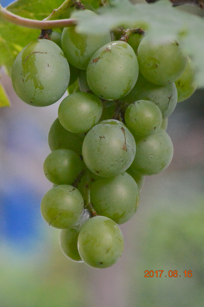 f:id:masatdm1951:20170816154229j:plain