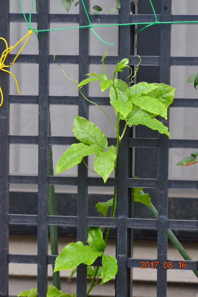 f:id:masatdm1951:20170816154441j:plain