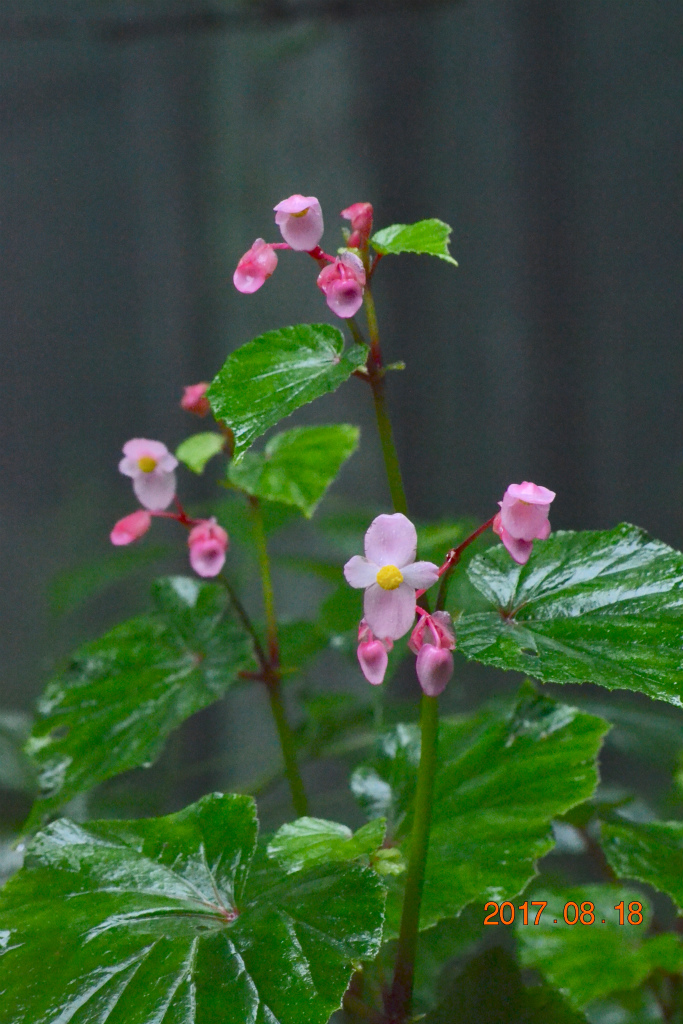 f:id:masatdm1951:20170818141819j:plain