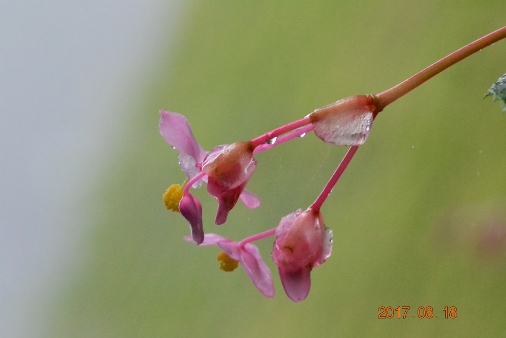 f:id:masatdm1951:20170818141840j:plain