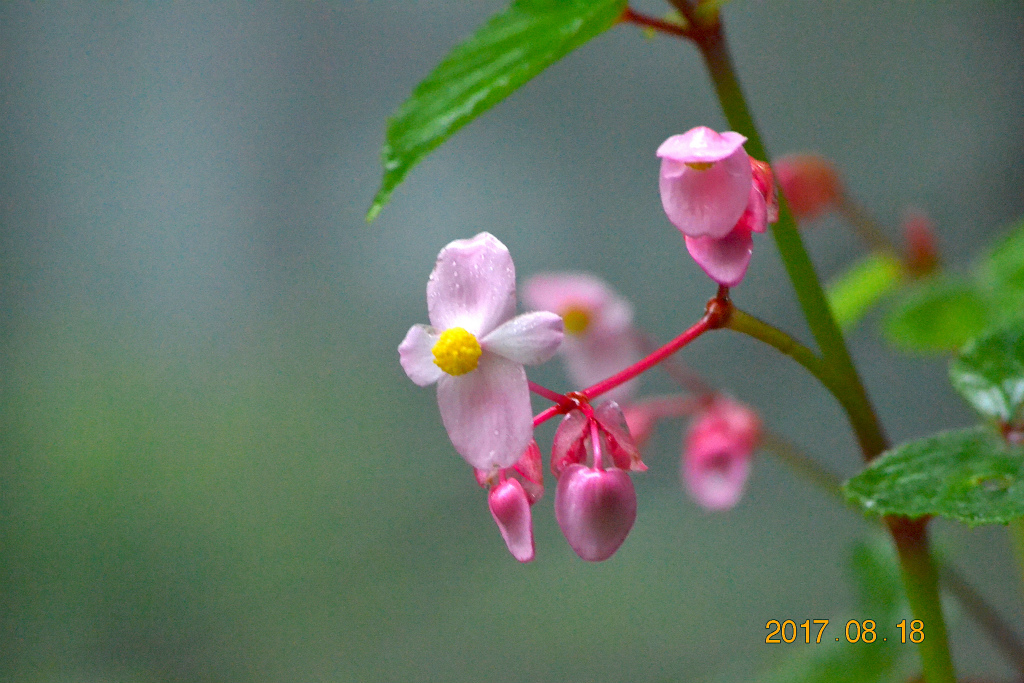 f:id:masatdm1951:20170818141901j:plain