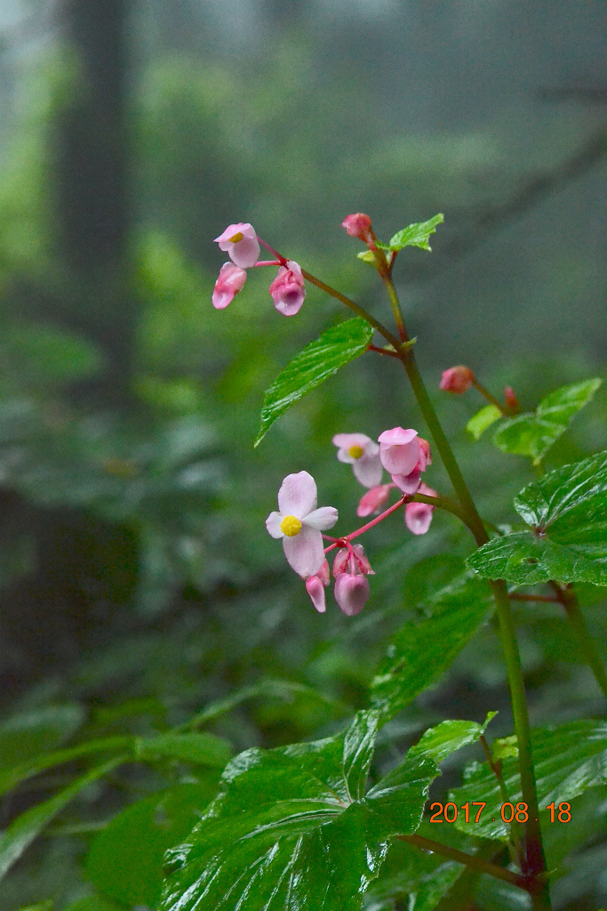 f:id:masatdm1951:20170818141922j:plain