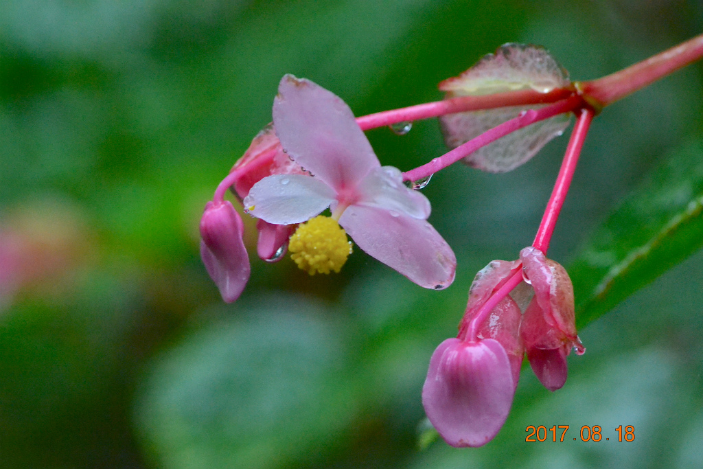 f:id:masatdm1951:20170818141953j:plain