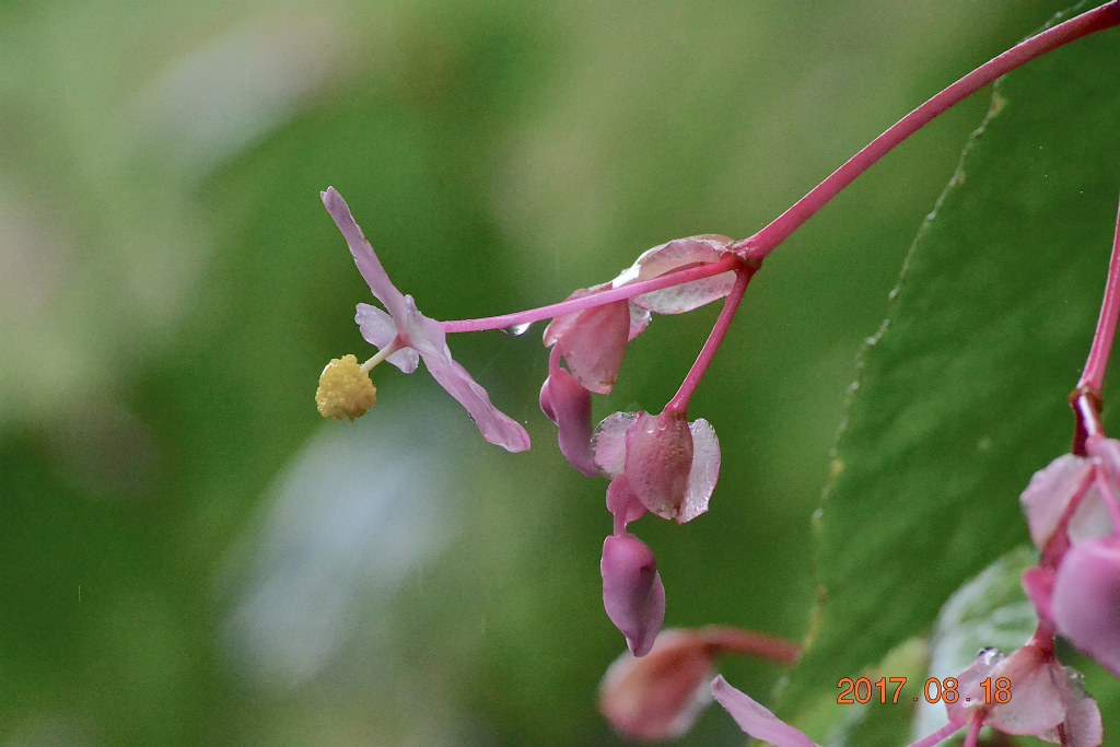 f:id:masatdm1951:20170818142020j:plain