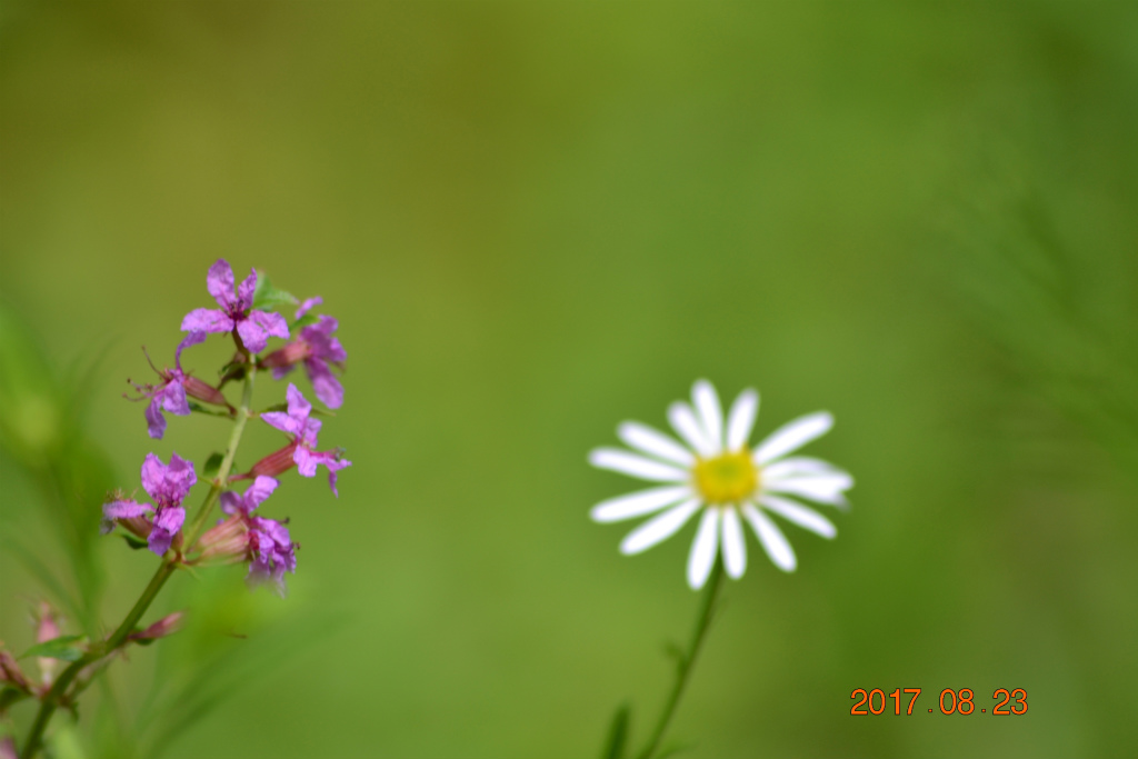 f:id:masatdm1951:20170823200346j:plain f:id:masatdm1951:20170823200346j:plain