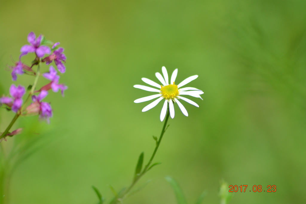 f:id:masatdm1951:20170823200352j:plain f:id:masatdm1951:20170823200352j:plain