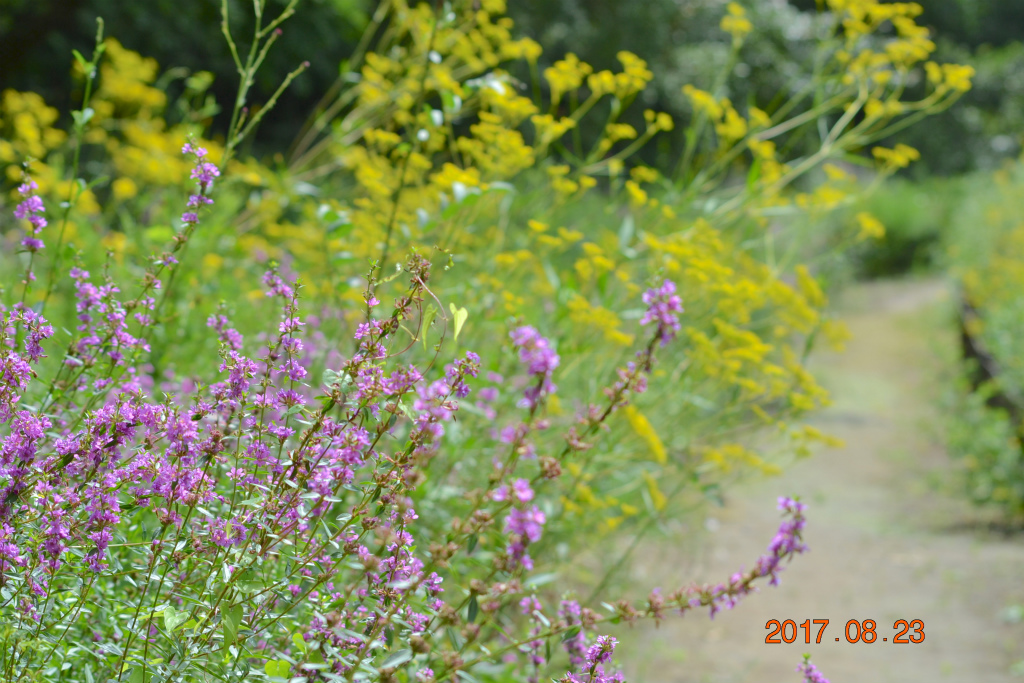 f:id:masatdm1951:20170823200415j:plain f:id:masatdm1951:20170823200415j:plain