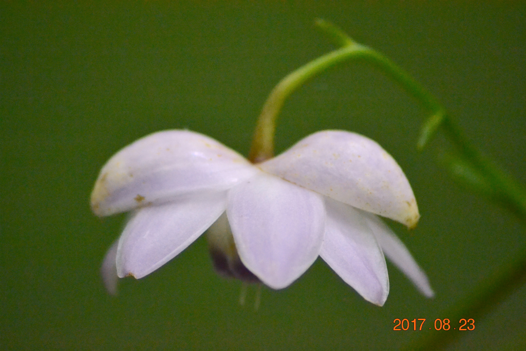 f:id:masatdm1951:20170823200534j:plain f:id:masatdm1951:20170823200534j:plain