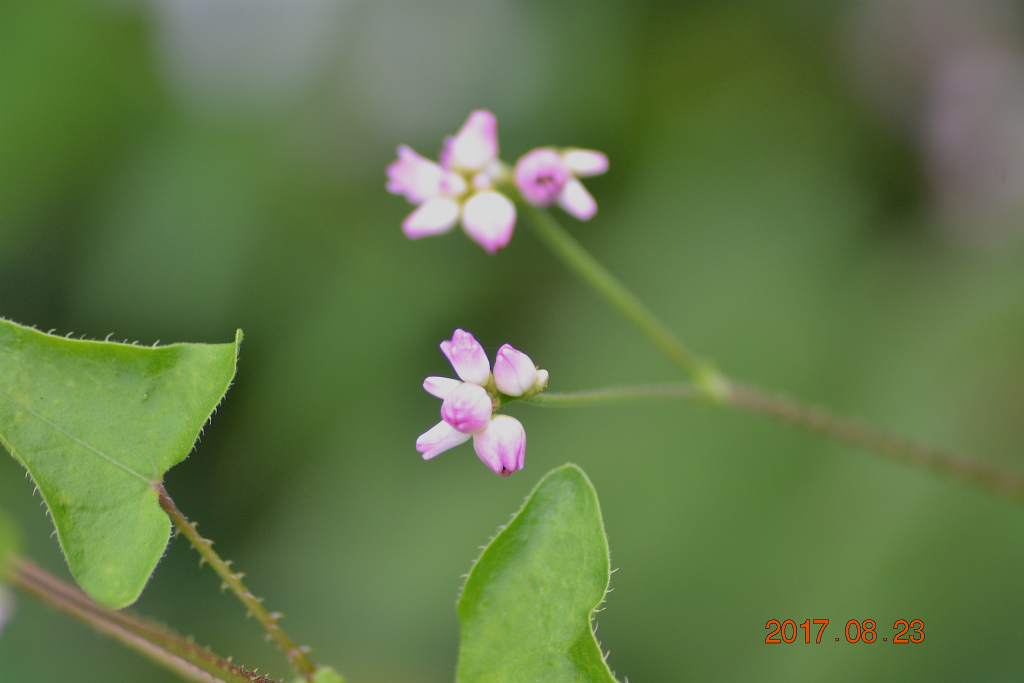 f:id:masatdm1951:20170823200708j:plain f:id:masatdm1951:20170823200708j:plain