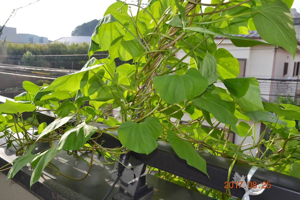 f:id:masatdm1951:20170825102259j:plain