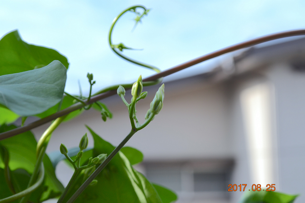 f:id:masatdm1951:20170825102808j:plain