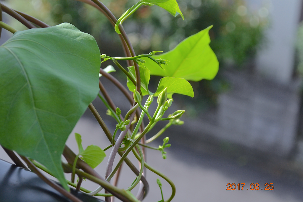 f:id:masatdm1951:20170825102906j:plain