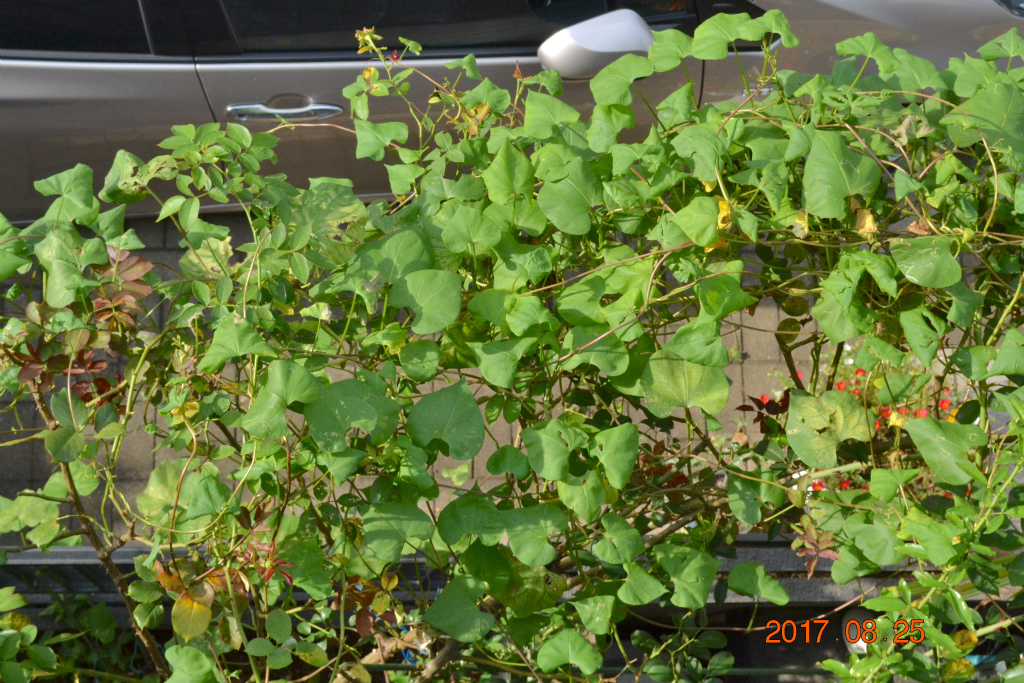 f:id:masatdm1951:20170825102914j:plain