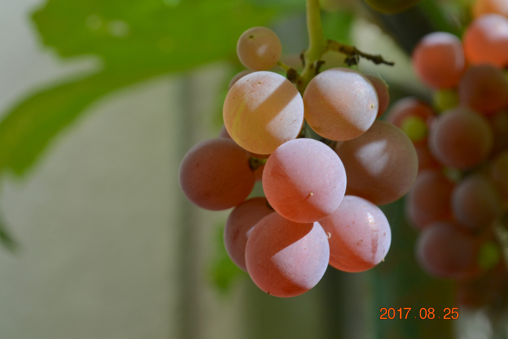 f:id:masatdm1951:20170825102920j:plain