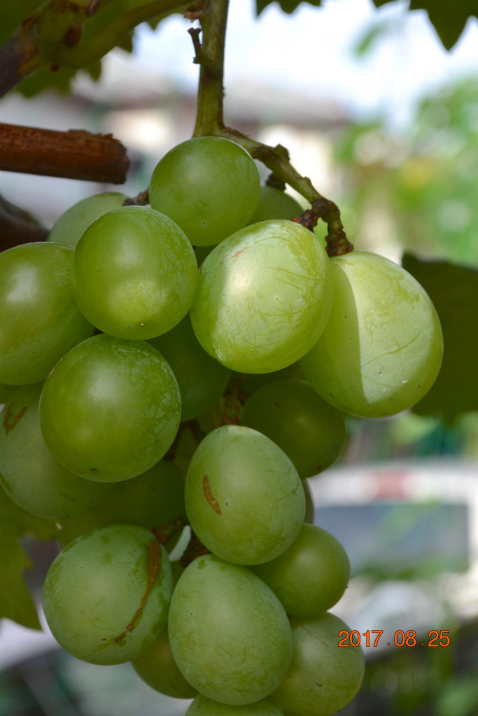 f:id:masatdm1951:20170825102926j:plain