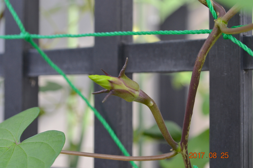 f:id:masatdm1951:20170825102935j:plain