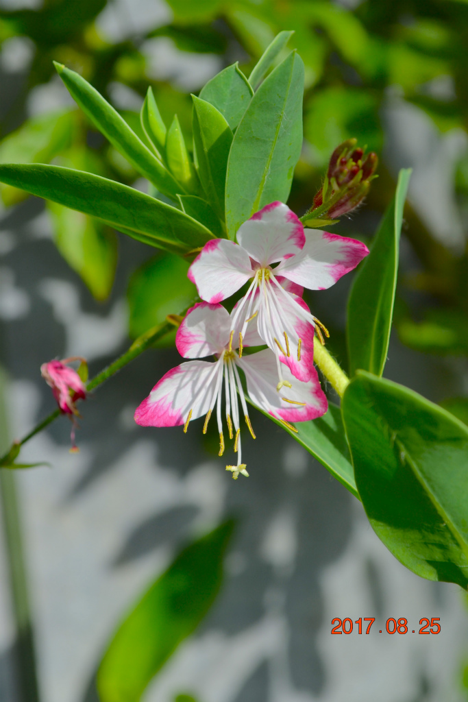 f:id:masatdm1951:20170825103059j:plain