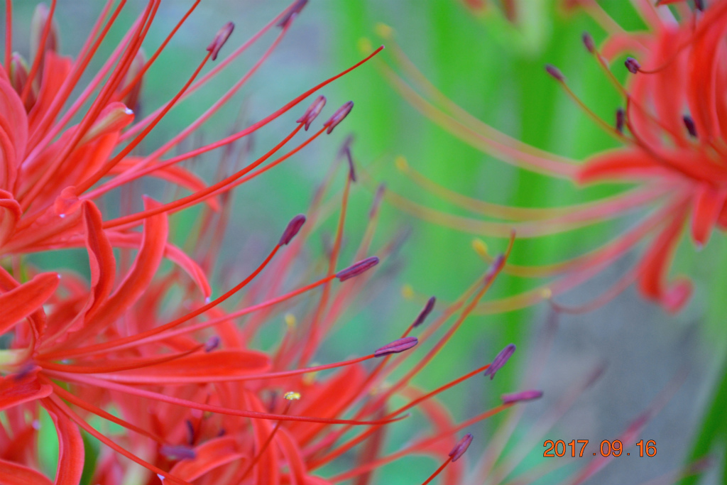 f:id:masatdm1951:20170917073149j:plain