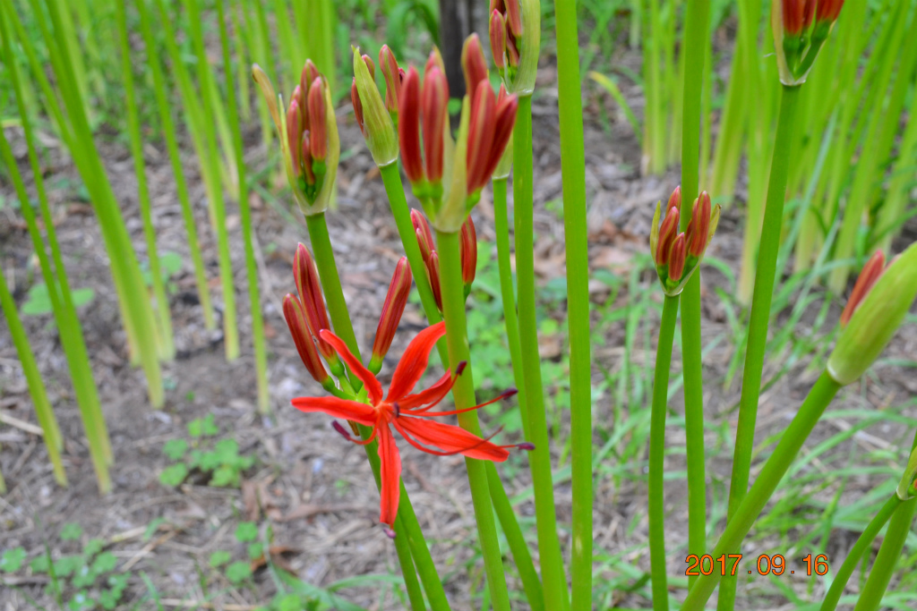 f:id:masatdm1951:20170917073154j:plain