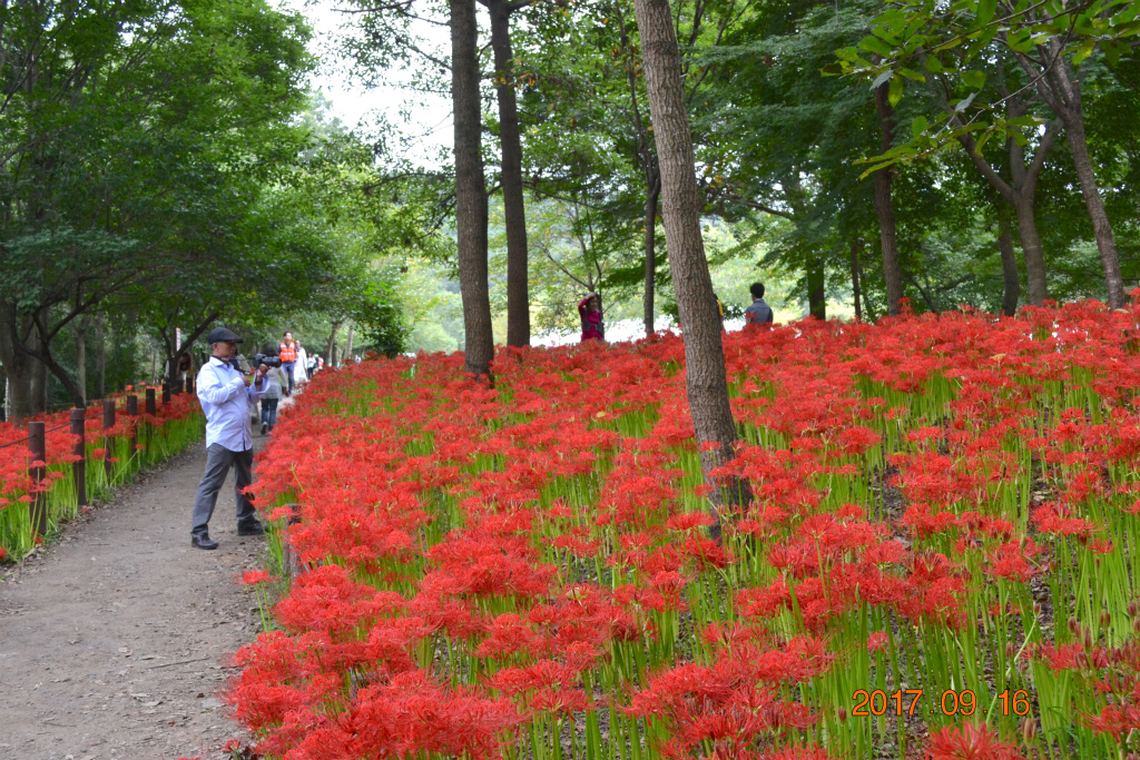 f:id:masatdm1951:20170917073202j:plain