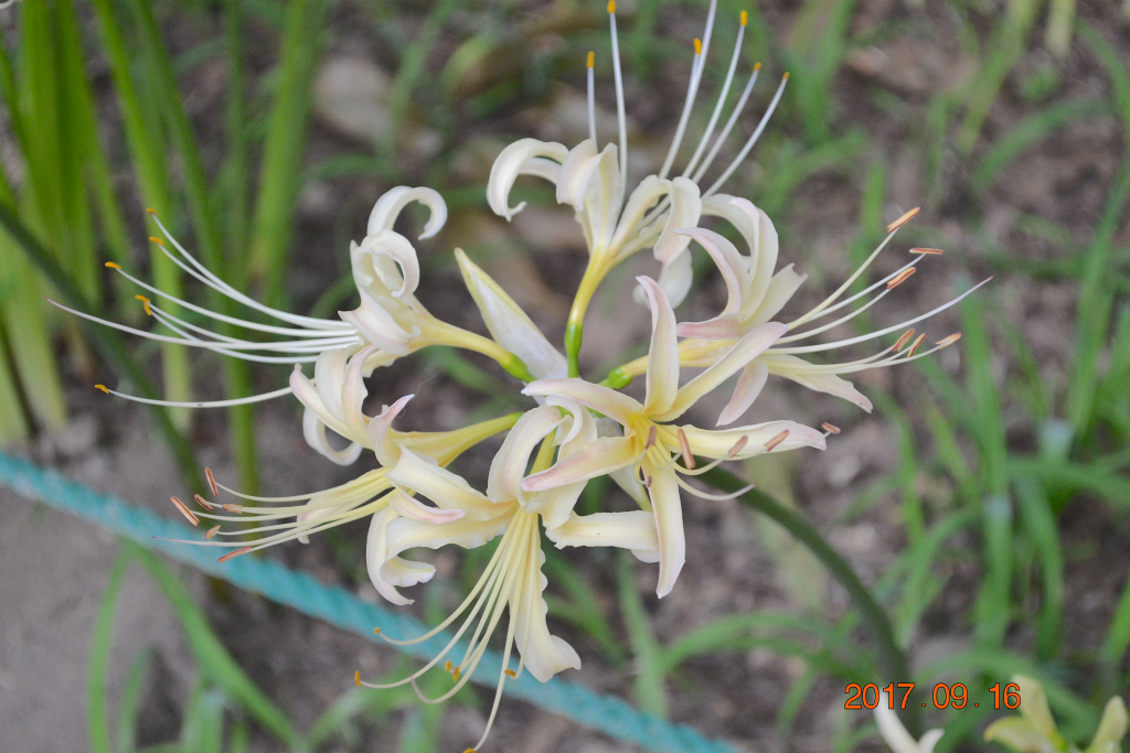 f:id:masatdm1951:20170917073210j:plain