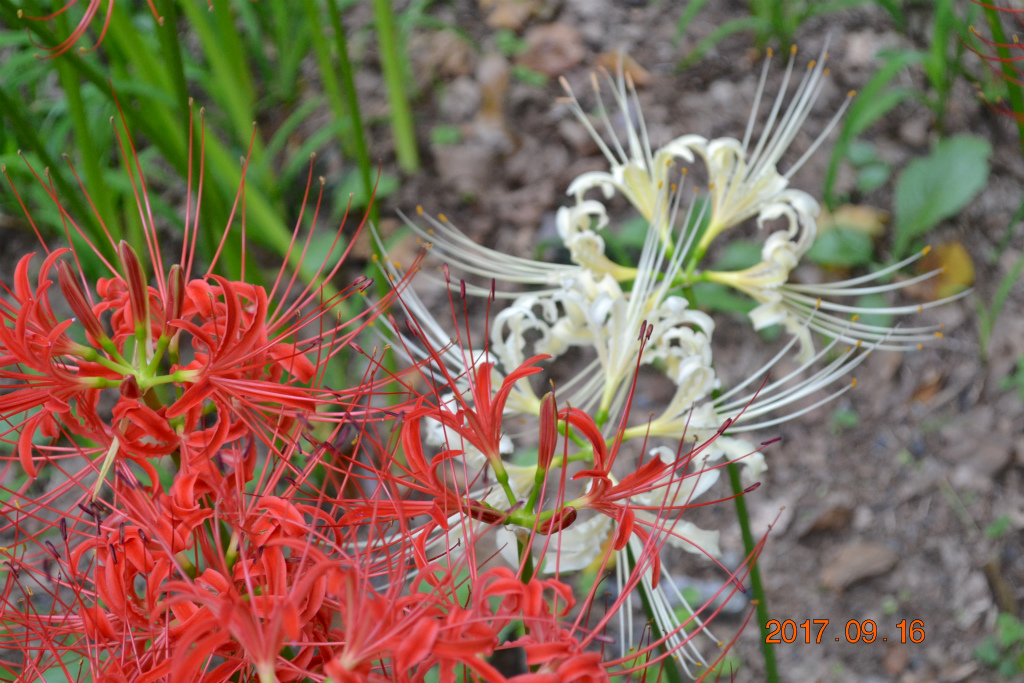 f:id:masatdm1951:20170917073252j:plain