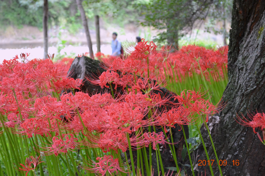 f:id:masatdm1951:20170917073340j:plain