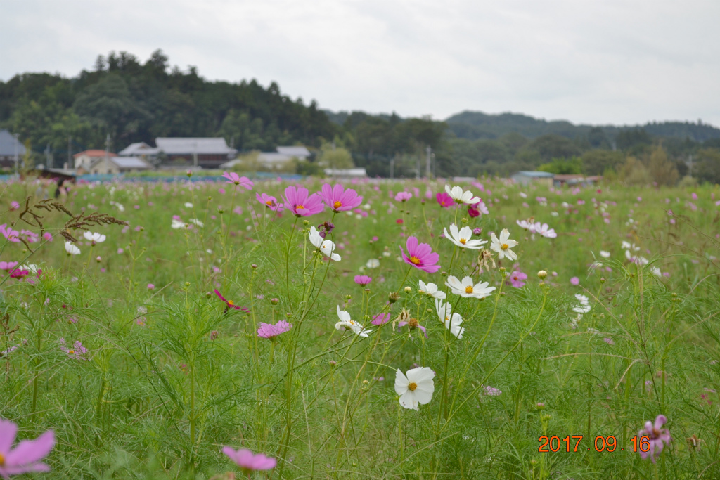 f:id:masatdm1951:20170917073443j:plain