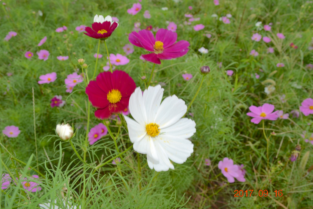 f:id:masatdm1951:20170917073449j:plain