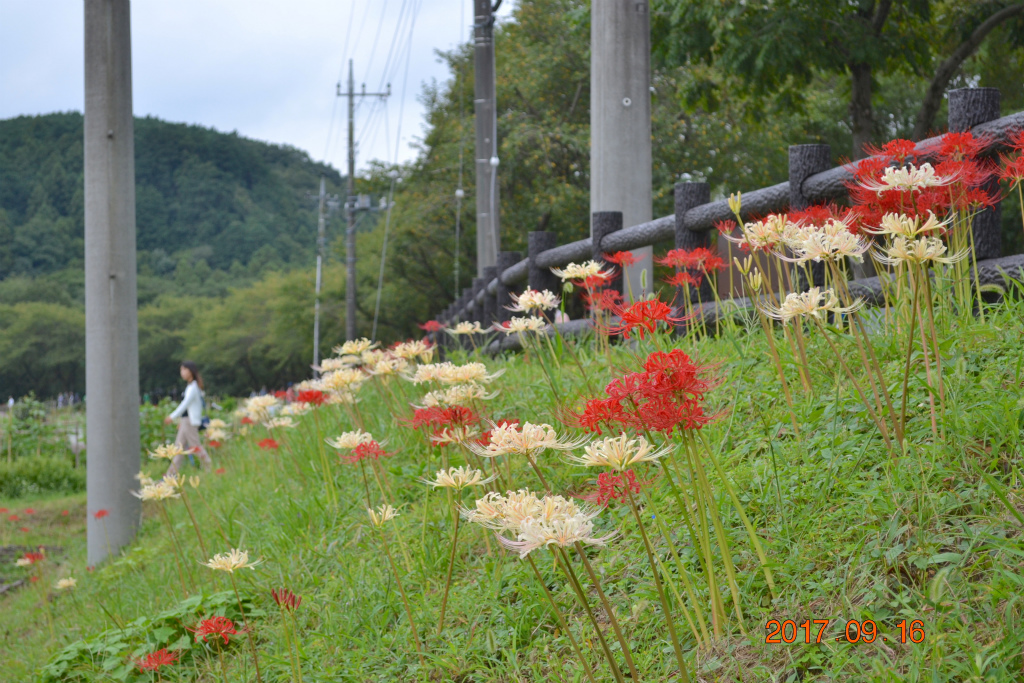 f:id:masatdm1951:20170917073521j:plain