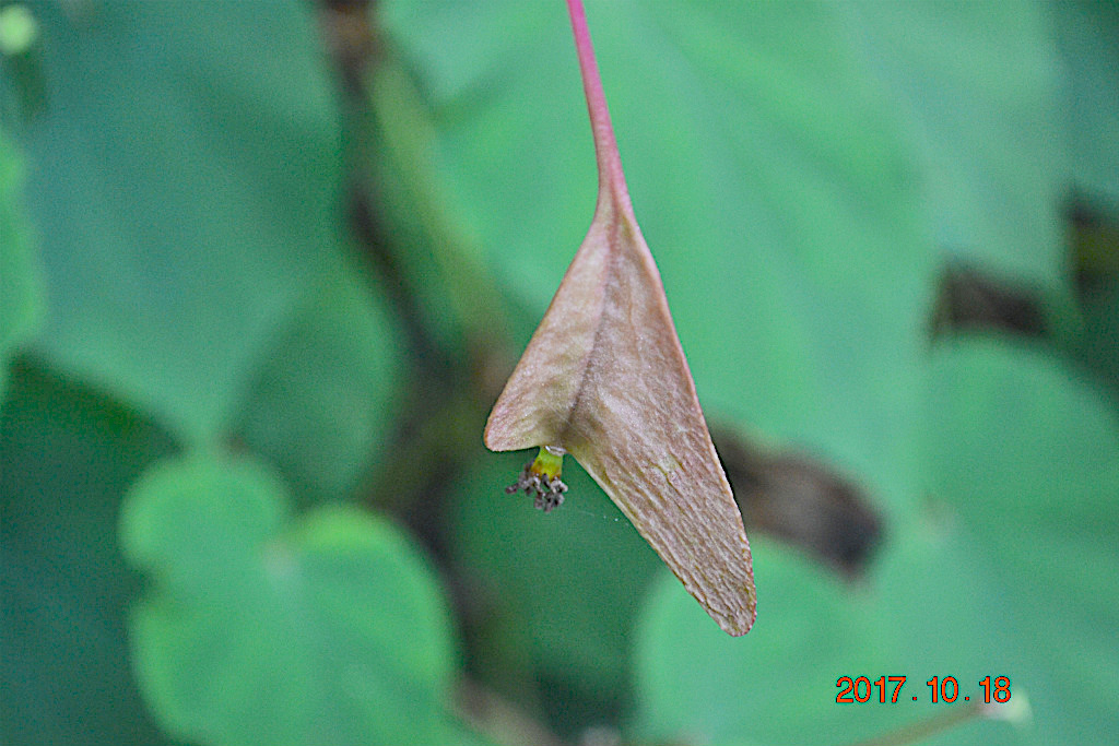 f:id:masatdm1951:20171018192939j:plain