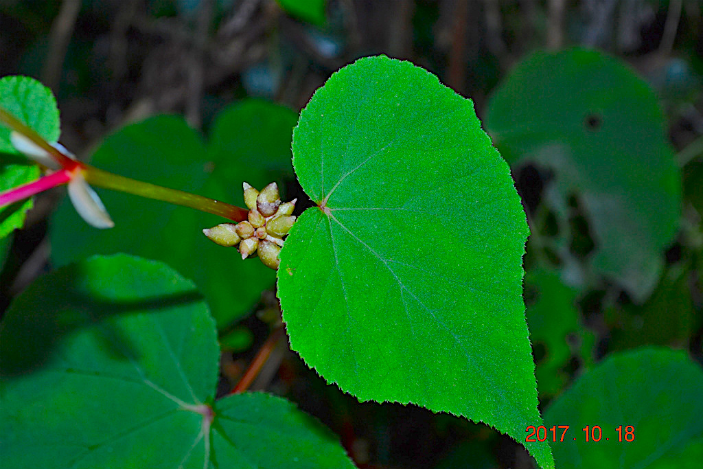 f:id:masatdm1951:20171018192943j:plain