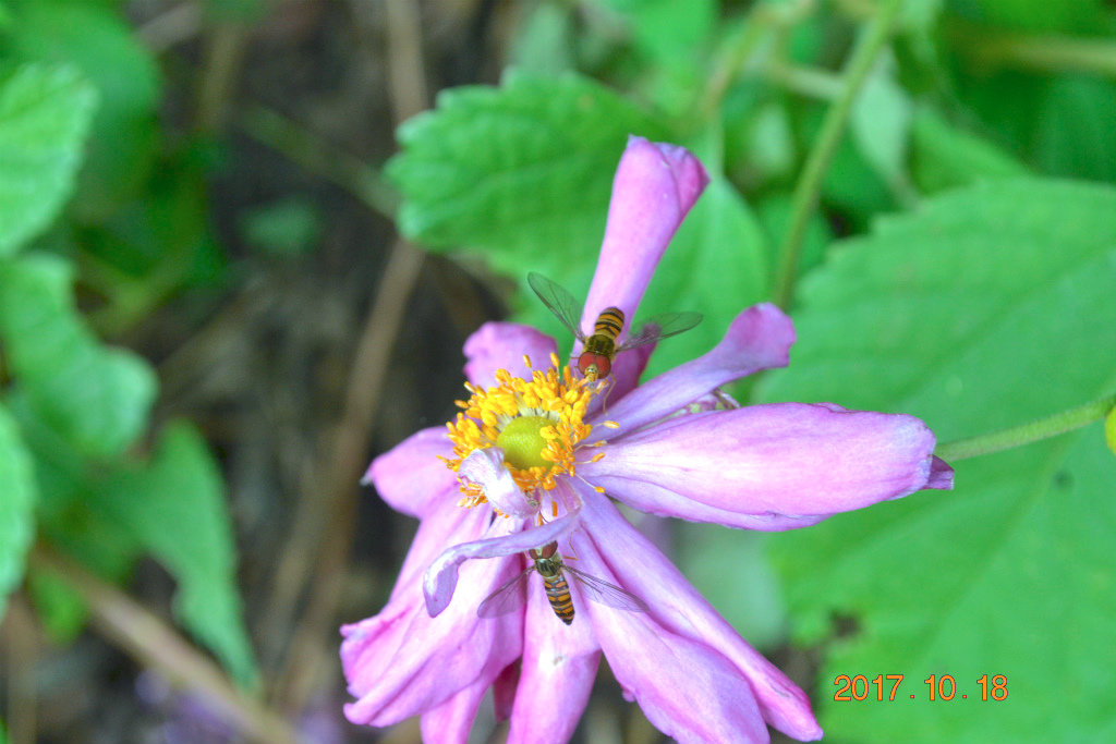 f:id:masatdm1951:20171018192957j:plain