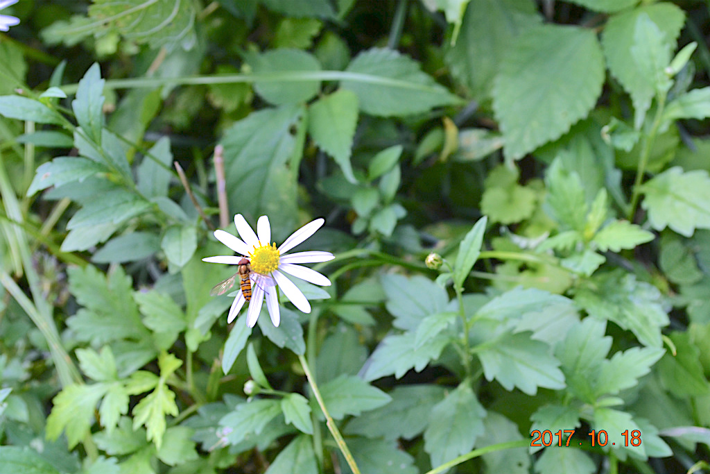 f:id:masatdm1951:20171018193007j:plain