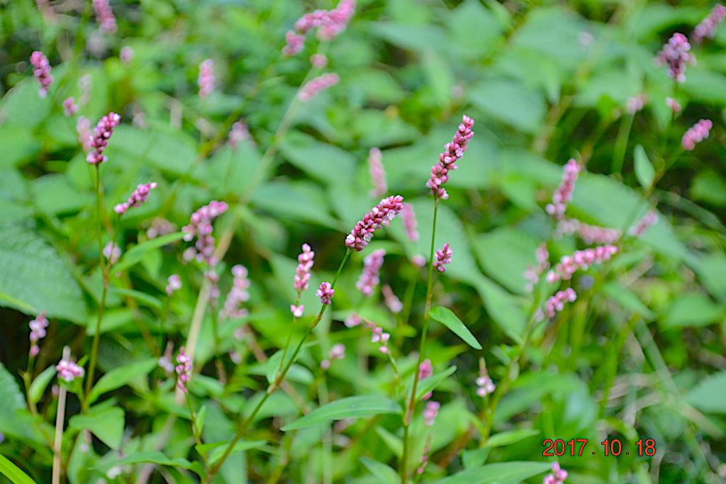 f:id:masatdm1951:20171018193031j:plain